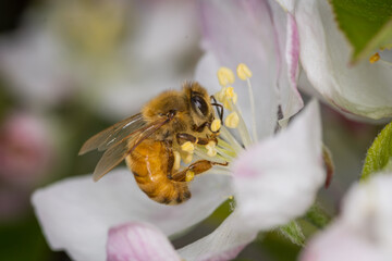 Close up of Apis mellifera or Western Honey Bee collecting pollen and nectar from apple blossoms © Nathan McClunie
