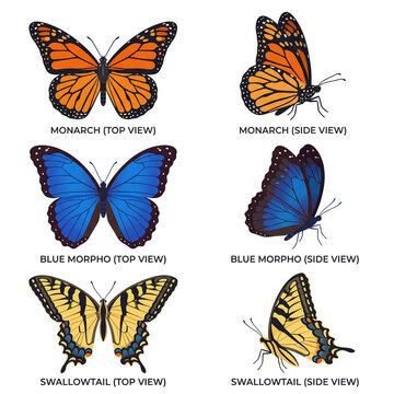 Butterfly species chart PNG illustration featuring top and side views of monarch blue morpho and swallowtail butterflies on an isolated white background.   