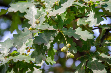 Green oak branch with young acorns hanging on long stalks, photographed against blurred sky. Close view of lobed oak leaves and a cluster of light green acorns in soft summer light. © Luci