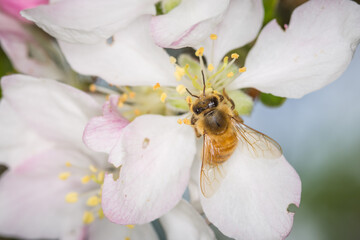 Close up of Apis mellifera or Western Honey Bee collecting pollen and nectar from apple blossoms © Nathan McClunie