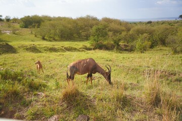 Topi antelope grazing on the savanna of the Masai Mara National Reserve, Kenya © Wandering Lens