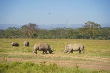 White rhinoceros grazing on the green plains with acacia trees behind, Lake Nakuru National Park, Kenya © Wandering Lens