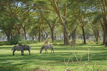 Zebras and giraffes grazing together in an acacia woodland, Lake Naivasha, Kenya © Wandering Lens