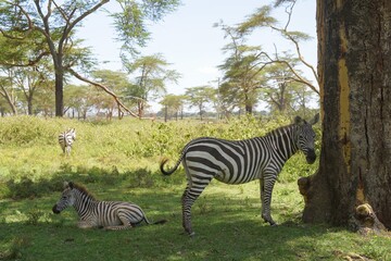 Two zebras resting beside a fever tree trunk, Lake Naivasha, Kenya © Wandering Lens