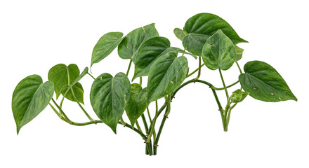 Lush green Philodendron hederaceum plant with heart shaped leaves isolated on white background © Ophelia