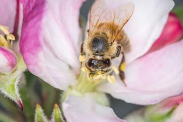 Close up of Apis mellifera or Western Honey Bee collecting pollen and nectar from apple blossoms © Nathan McClunie