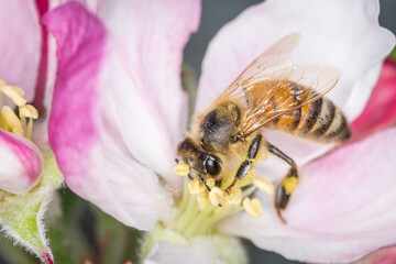 Close up of Apis mellifera or Western Honey Bee collecting pollen and nectar from apple blossoms © Nathan McClunie