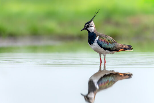 Northern Lapwing (Vanellus vanellus) walking in shallow water.    