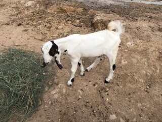 Cute white and brown goat grazing near fresh feed on a farm, livestock and rural animal photography © Mintline Studio