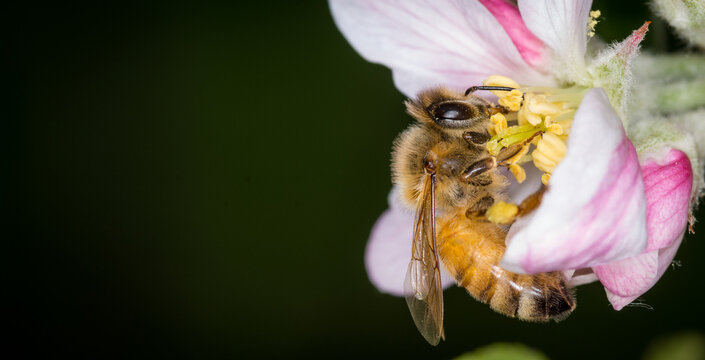 Close up of Apis mellifera or Western Honey Bee collecting pollen and nectar from apple blossoms
