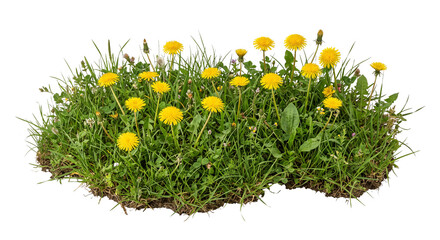 Vibrant patch of yellow dandelion flowers and green grass isolated on a clean white background © Ophelia