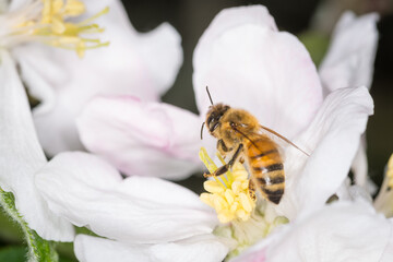 Close up of Apis mellifera or Western Honey Bee collecting pollen and nectar from apple blossoms © Nathan McClunie