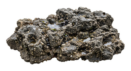 Rugged coastal rock formation covered in barnacles and mussels isolated on a white background © Ophelia