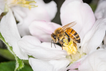 Close up of Apis mellifera or Western Honey Bee collecting pollen and nectar from apple blossoms © Nathan McClunie