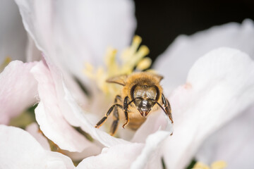 Close up of Apis mellifera or Western Honey Bee collecting pollen and nectar from apple blossoms © Nathan McClunie