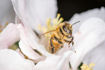 Close up of Apis mellifera or Western Honey Bee collecting pollen and nectar from apple blossoms © Nathan McClunie