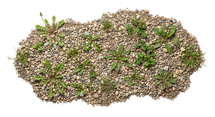 Top view of a patch of small river stones and gravel with various wild green weeds growing out © Ophelia