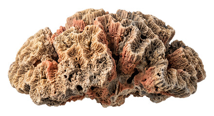 Detailed close up of a dried brain coral skeleton isolated on a clean white background surface © Ophelia
