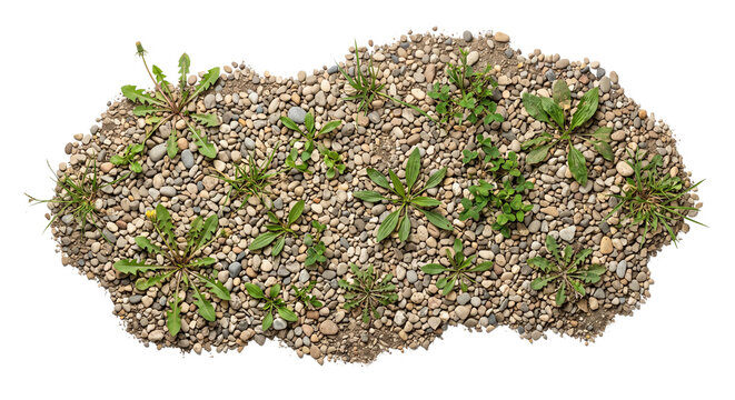 Top view of a patch of small river stones and gravel with various wild green weeds growing out