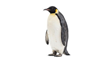 Fototapeta premium Full body portrait of an emperor penguin standing isolated against a clean white background