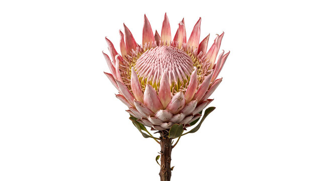 Stunning king protea flower in full bloom isolated against a clean white studio background