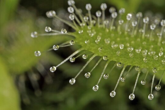 Extreme close up of a flower stalk