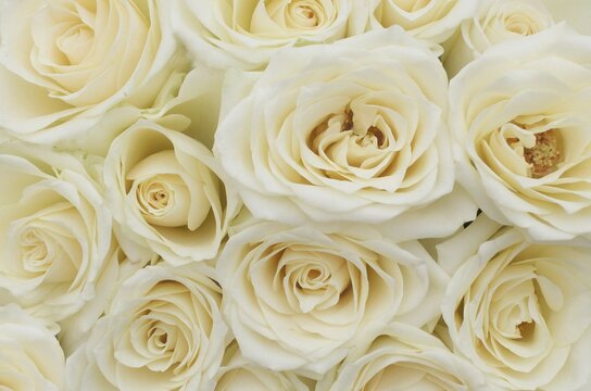 White roses
