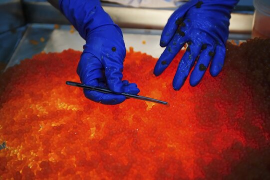 Salmon caviar, Russian specialty, bad salmon eggs  are sorted out by hand, Kamchatka Peninsula, Russia