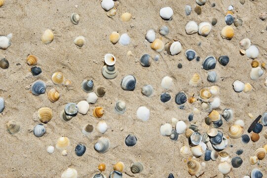 Shells on a beach, Tasmania