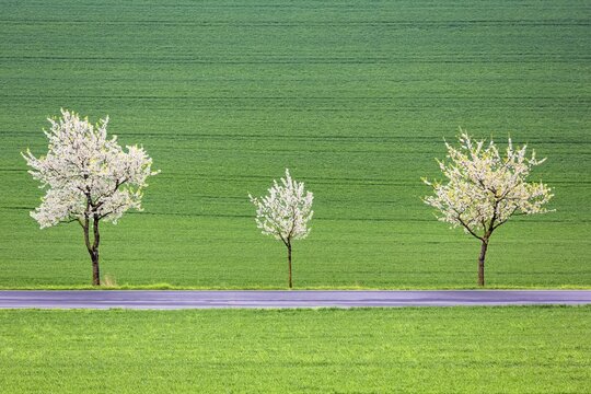 Blossoming cherry trees on a country road, R&uuml;hler Schweiz, Bodenwerder, Vogler, Weser Uplands, Lower Saxony, Germany
