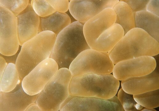 Corals