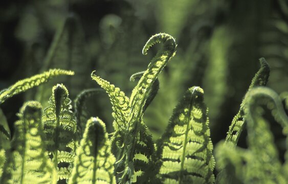 Fern leaf