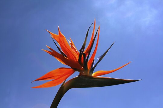 Blossom of paradise flower
