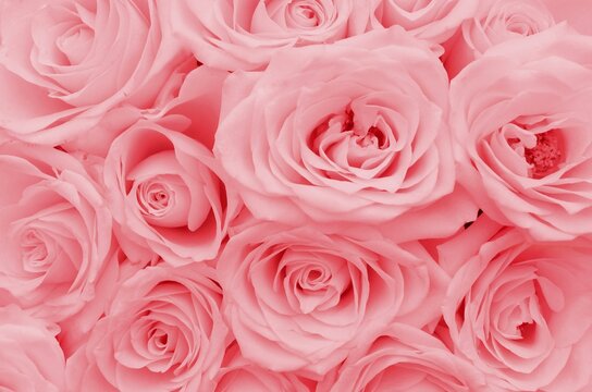 Pink roses
