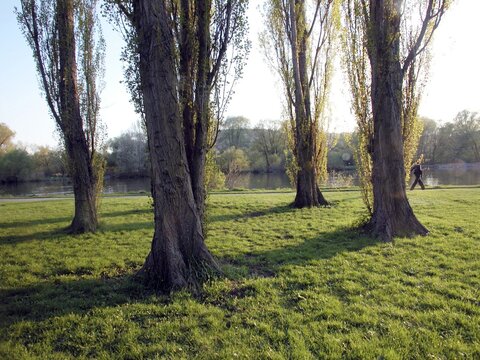 Four poplars trunks on a meadow