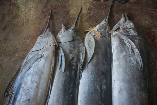 Sword fish for sale, Fishmarket, Mogadishu, Somalia