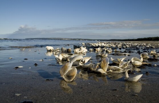 Shells on the beach, Ruegen Island, Mecklenburg-Western Pomerania, Germany, Europe