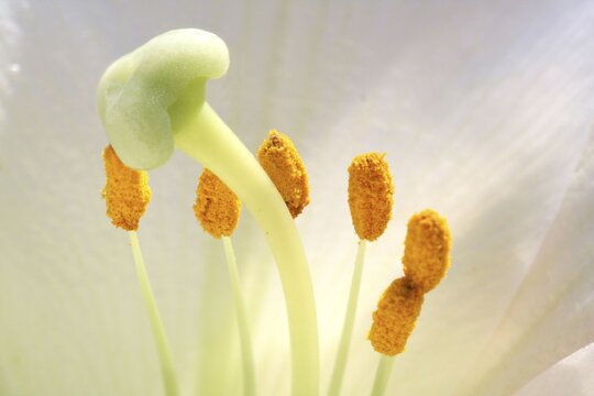 Blossom of an white lily