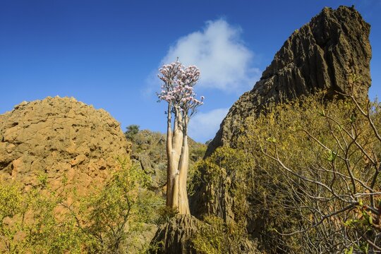 Bottle Tree (Adenium obesum) in bloom, endemic species, Socotra, Yemen