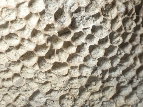 Fossil coral, petrification, Favorites spec., fossil, Silurian around 430 million years old, Gotland Sweden