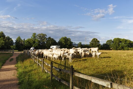 Hiking trail along a cow pasture, car park with mobile homes on the horizon, Charolais Cattle (Bos primigenius taurus), herd, breeding bull with cows and calves, Skane, Sk&aring;ne, southern Sweden, Sweden