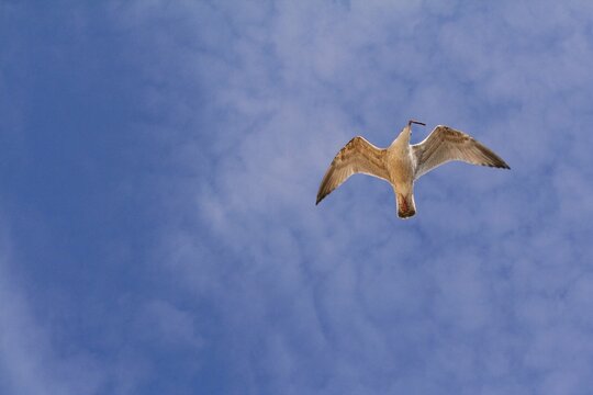 Flying seagull