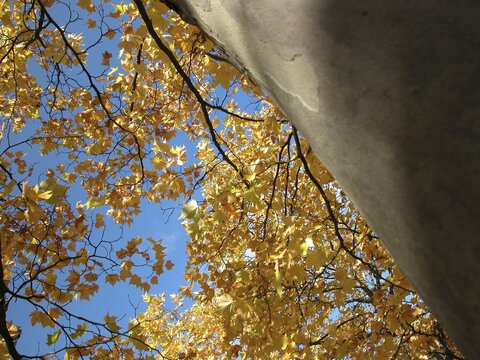 Autumn tree with yellow leafs