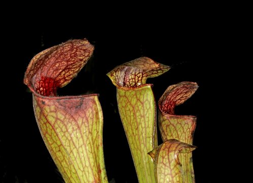 Sarracenia