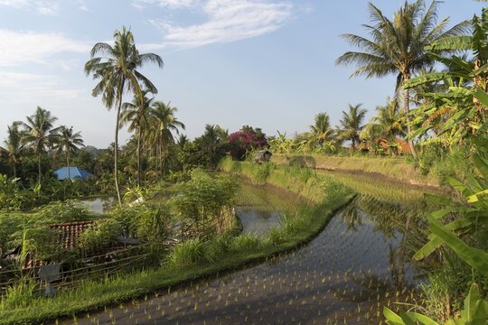 Rice paddies in Banjar, Lovina, Bali, Indonesia