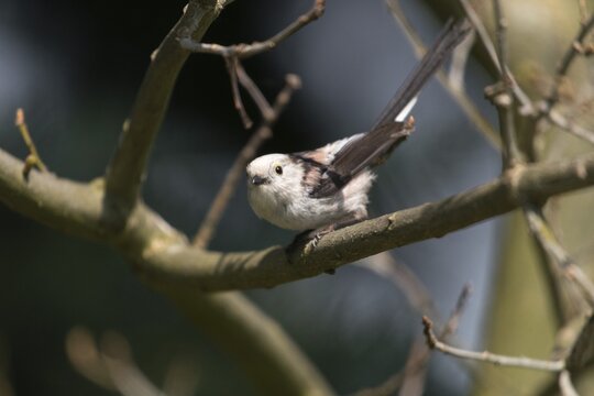 Aegithalos caudate, long-tailed tit, birds, tits, passeri, songbirds, songbirds, tits, birds