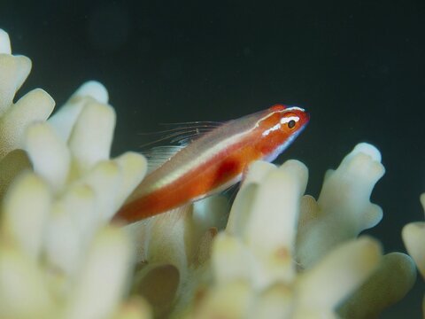 A small fish, the red-bellied dwarf goby (Eviota nigriventris), rests on light-coloured corals in the sea, at the Gondol Bay dive site, Gondol, Bali, Indonesia