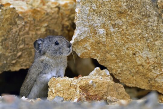 Pika (Ochotona) standing among boulders and on large rocks, Denali National Park, Alaska, USA