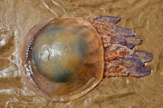 Stranded barrel jellyfish (Rhizostoma pulmo) with transparent dome and tentacles on a wet sandy beach. Dingle Peninsula, Co. Kerry, Irish Sea, North Atlantic, Ireland