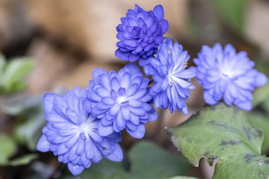 Liverwort with double flowers (Hepatica nobilis Plena), Emsland, Lower Saxony, Germany